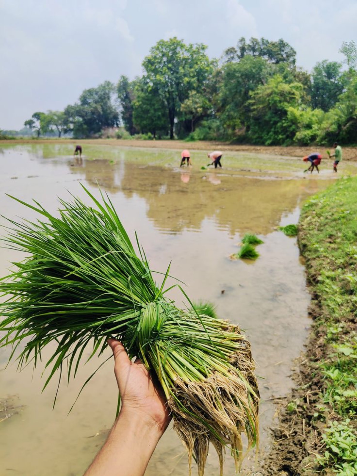 Transplanting Kalanamak paddy by hand in a flooded Terai field