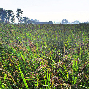 Kalanamak grain heads bending in the morning light, Siddharthnagar